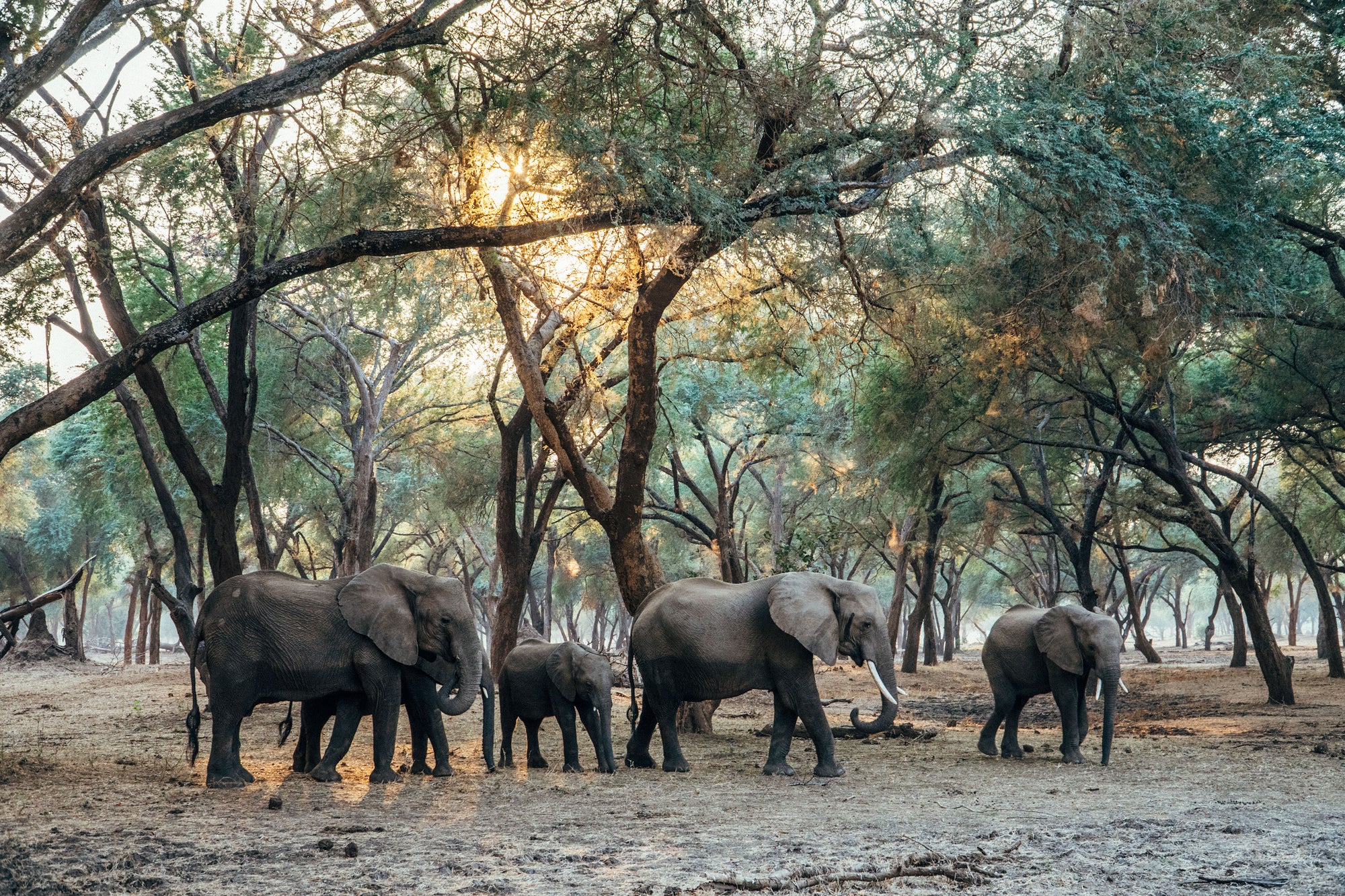 Elephant Family In the Winterthorn Forest