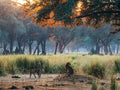 Female leopards in the Winterthorn Forest