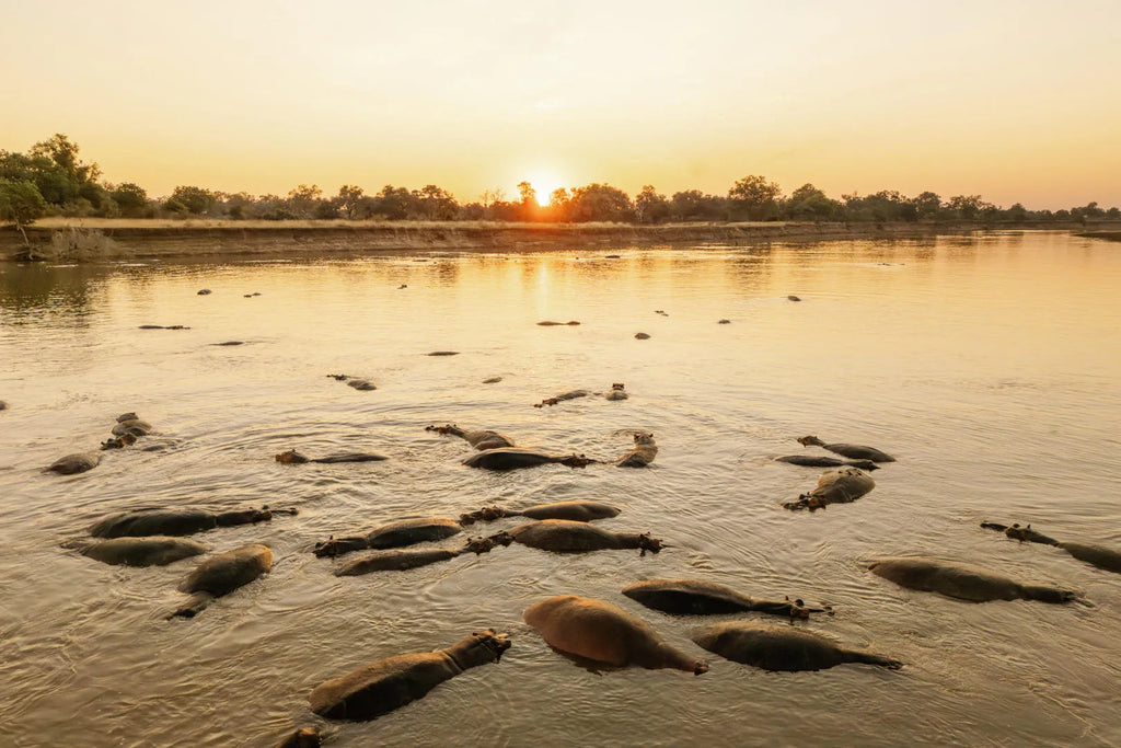 Time + Tide Kakuli, South Luangwa National Park, Zambia gallery image 9.