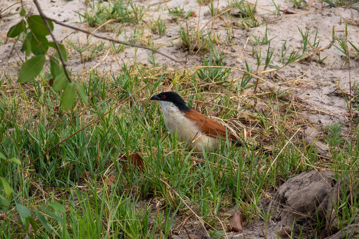 Birding