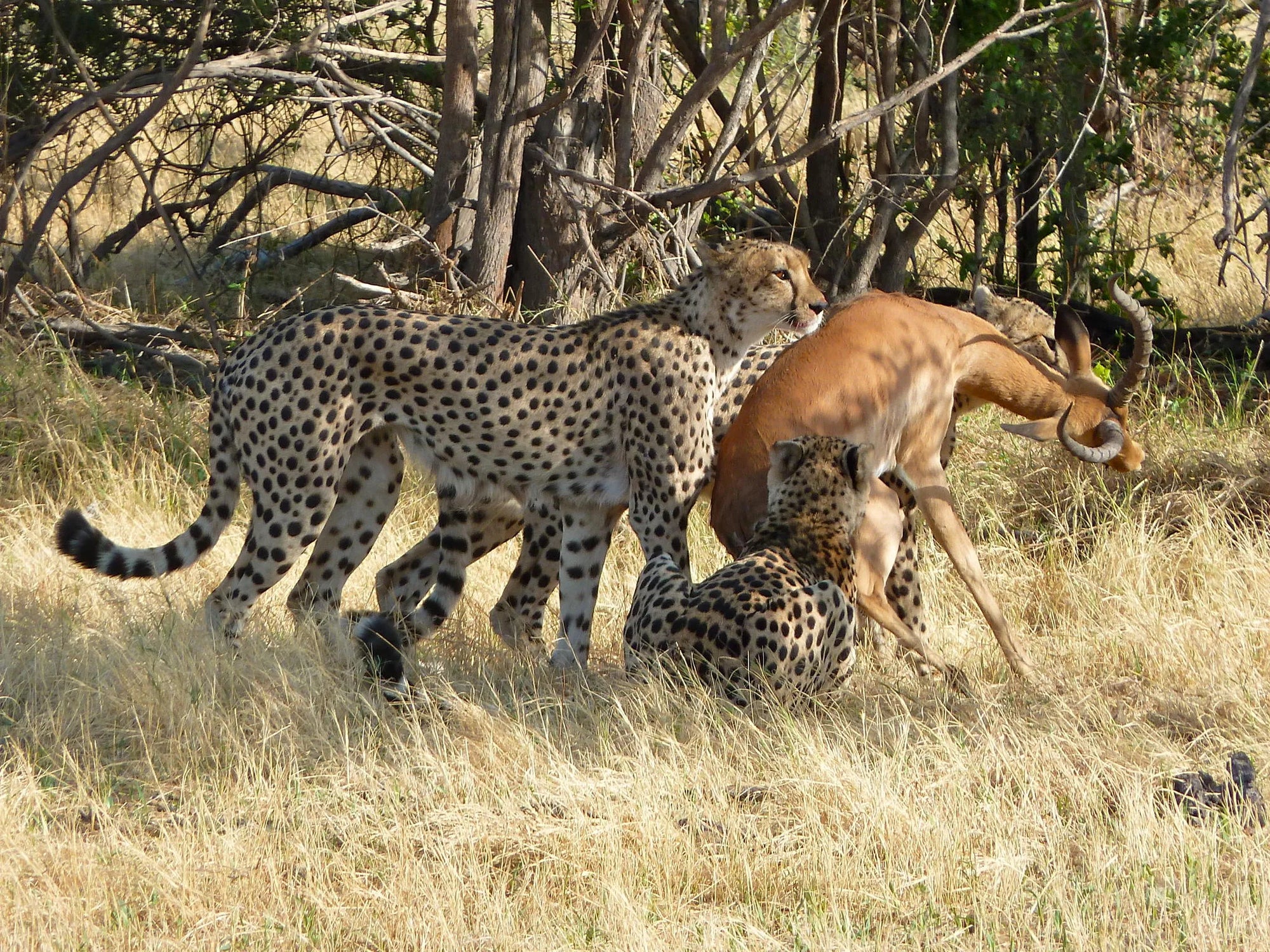Lebala Camp at Lebala , Kwando Private Reserve, Botswana.