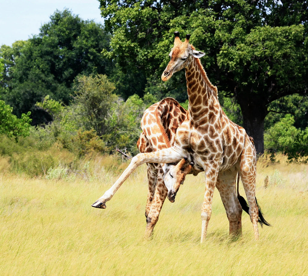 Lebala Camp at Lebala , Kwando Private Reserve, Botswana.