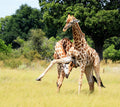 Lebala Camp at Lebala , Kwando Private Reserve, Botswana.