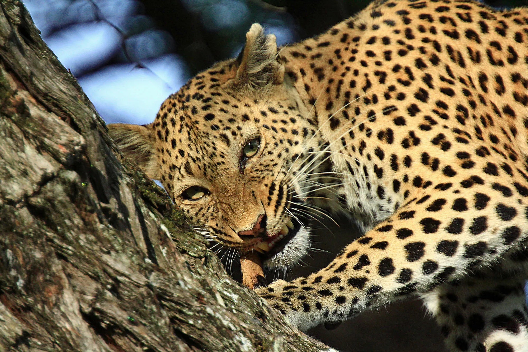 Lebala Camp at Lebala , Kwando Private Reserve, Botswana.