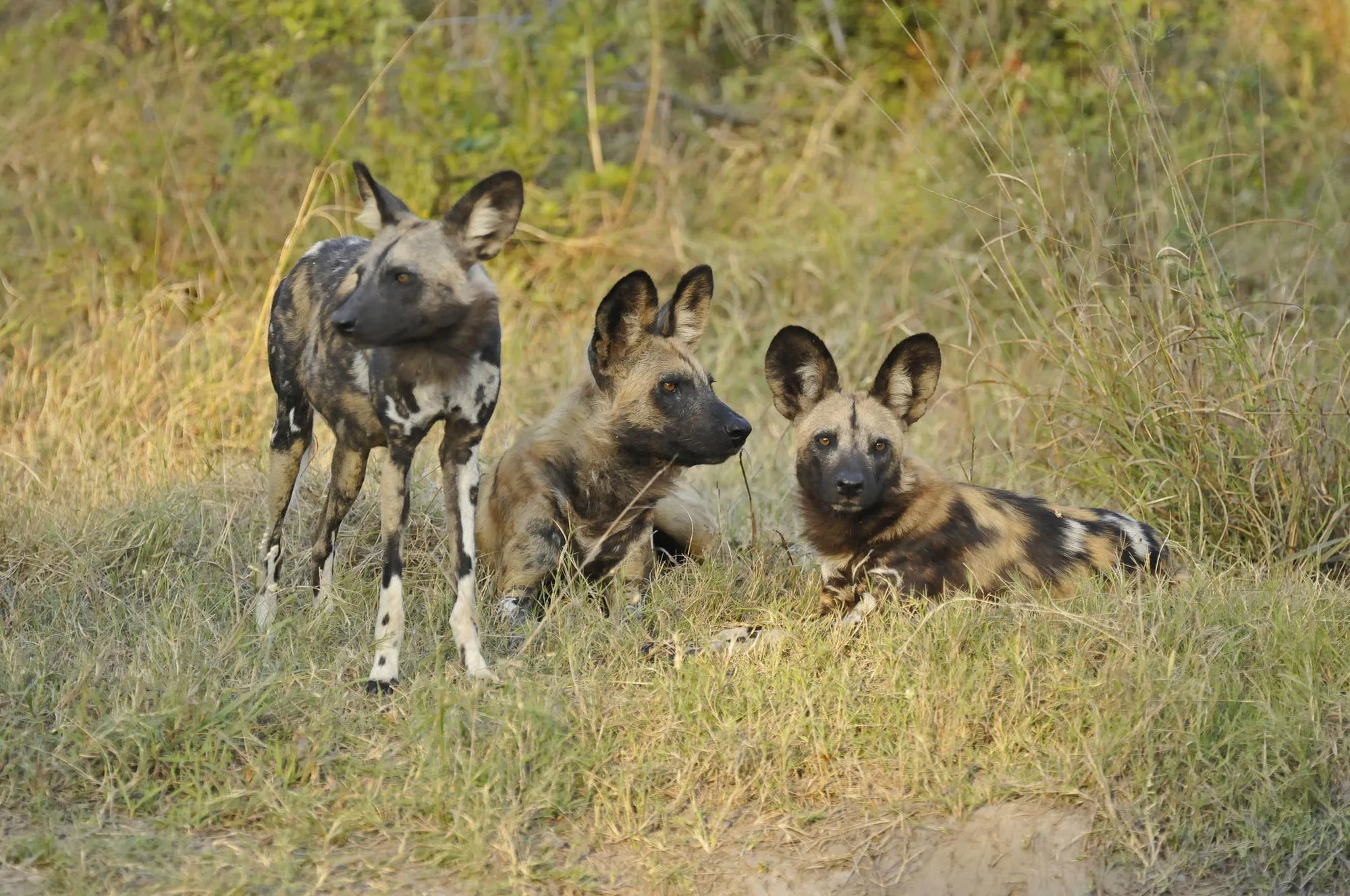 Lebala Camp at Lebala , Kwando Private Reserve, Botswana.