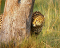 Game Drives - Day and Night