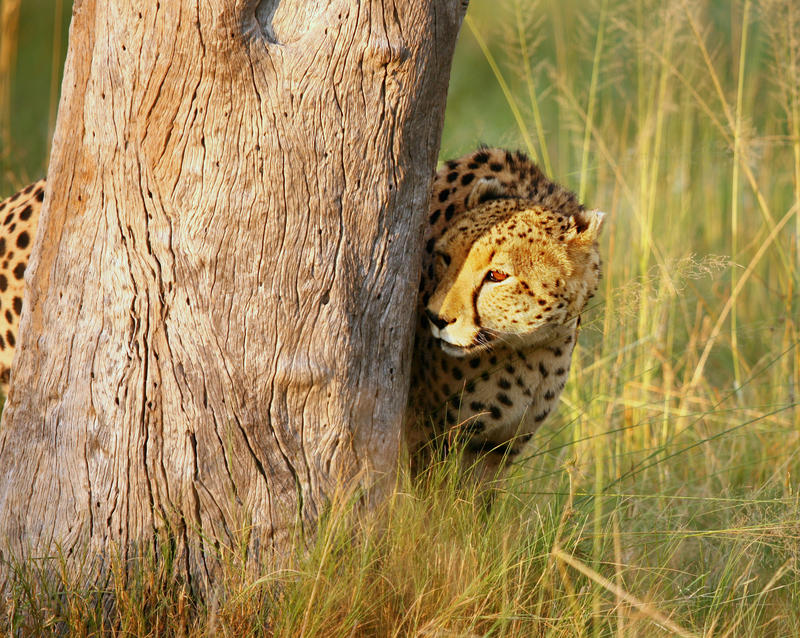 Game Drives - Day and Night