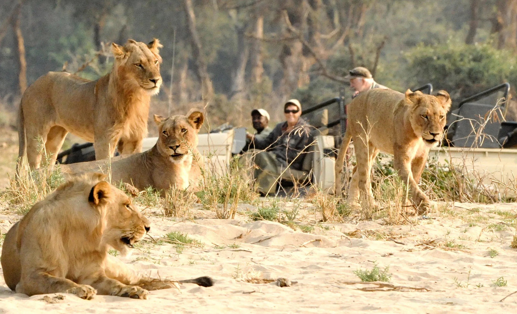 Game drives