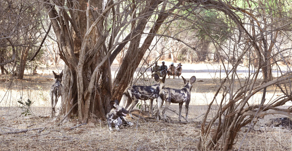 Chiawa Camp - voted Best Guiding Team in Africa at Chiawa Safaris - Chiawa Camp, Lower Zambezi, Zambia.