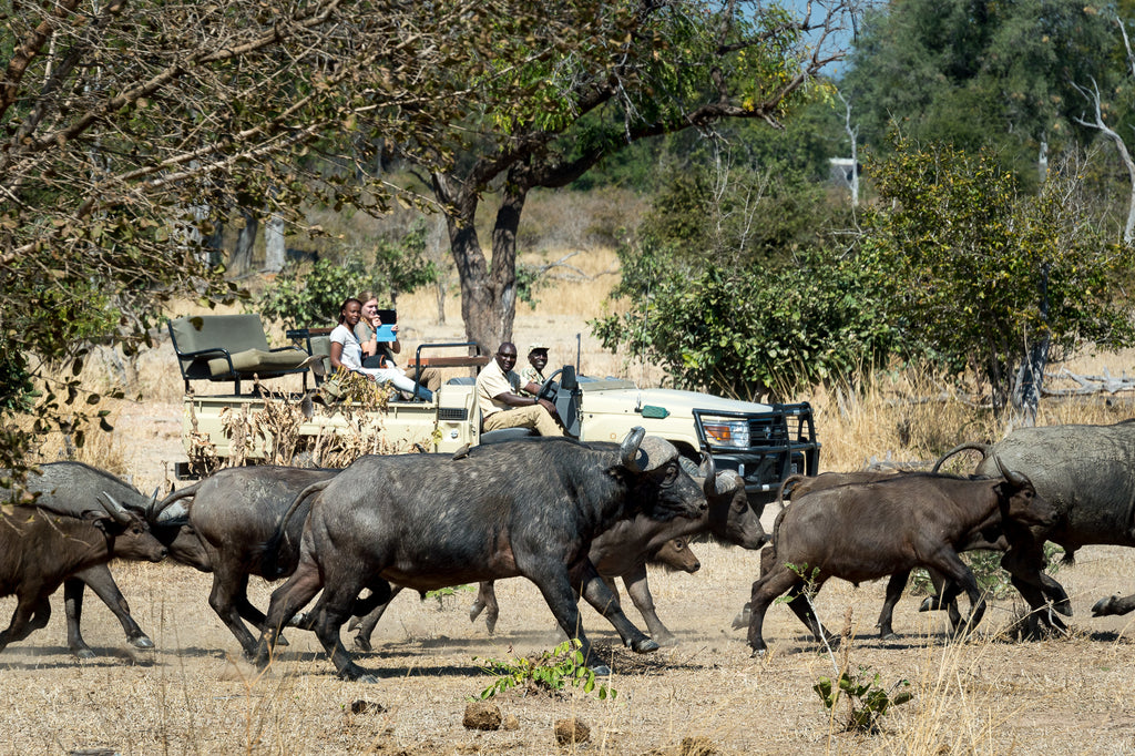 Game drive