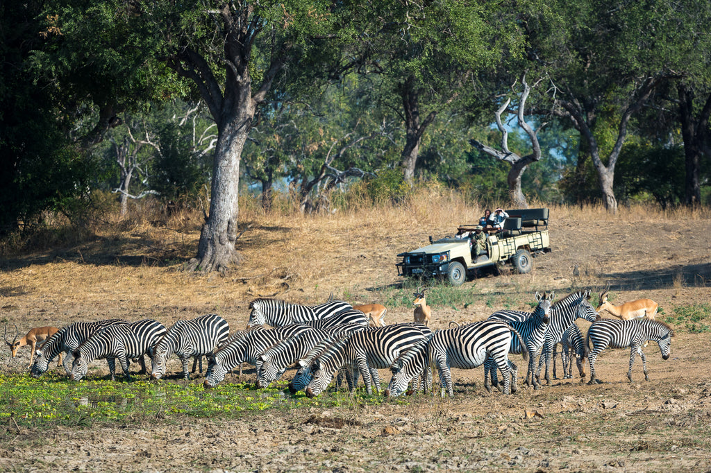 Game drive
