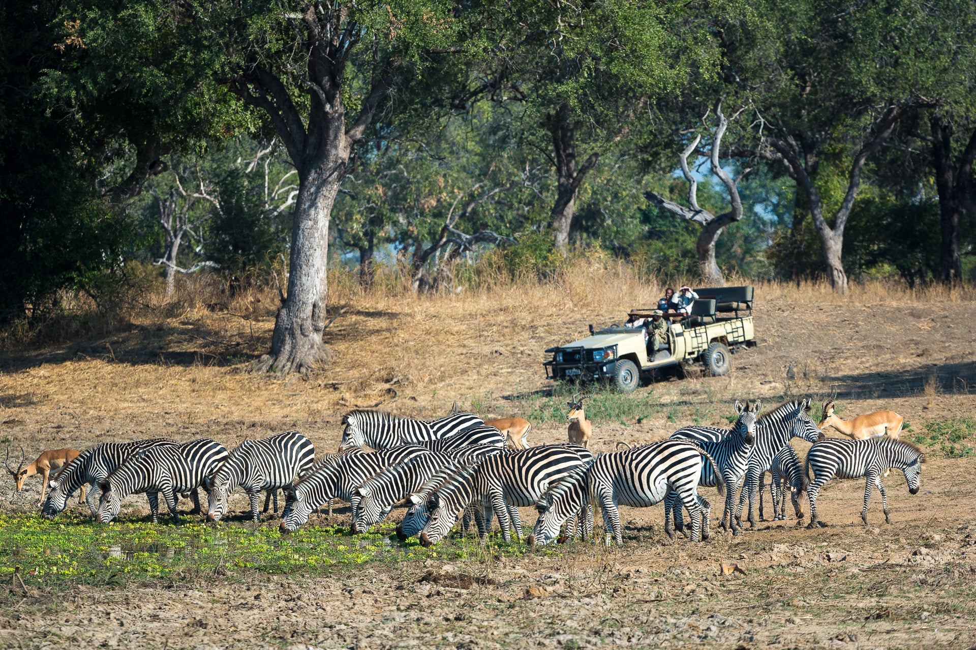 Game drive
