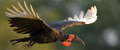 Mfuwe Lodge : Birdwatching