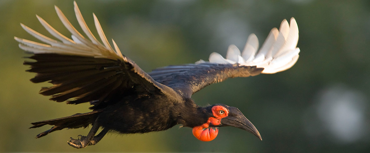 Mfuwe Lodge : Birdwatching