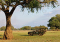 Mfuwe Lodge : Game Drives