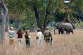 Mfuwe Lodge : Walking Safaris