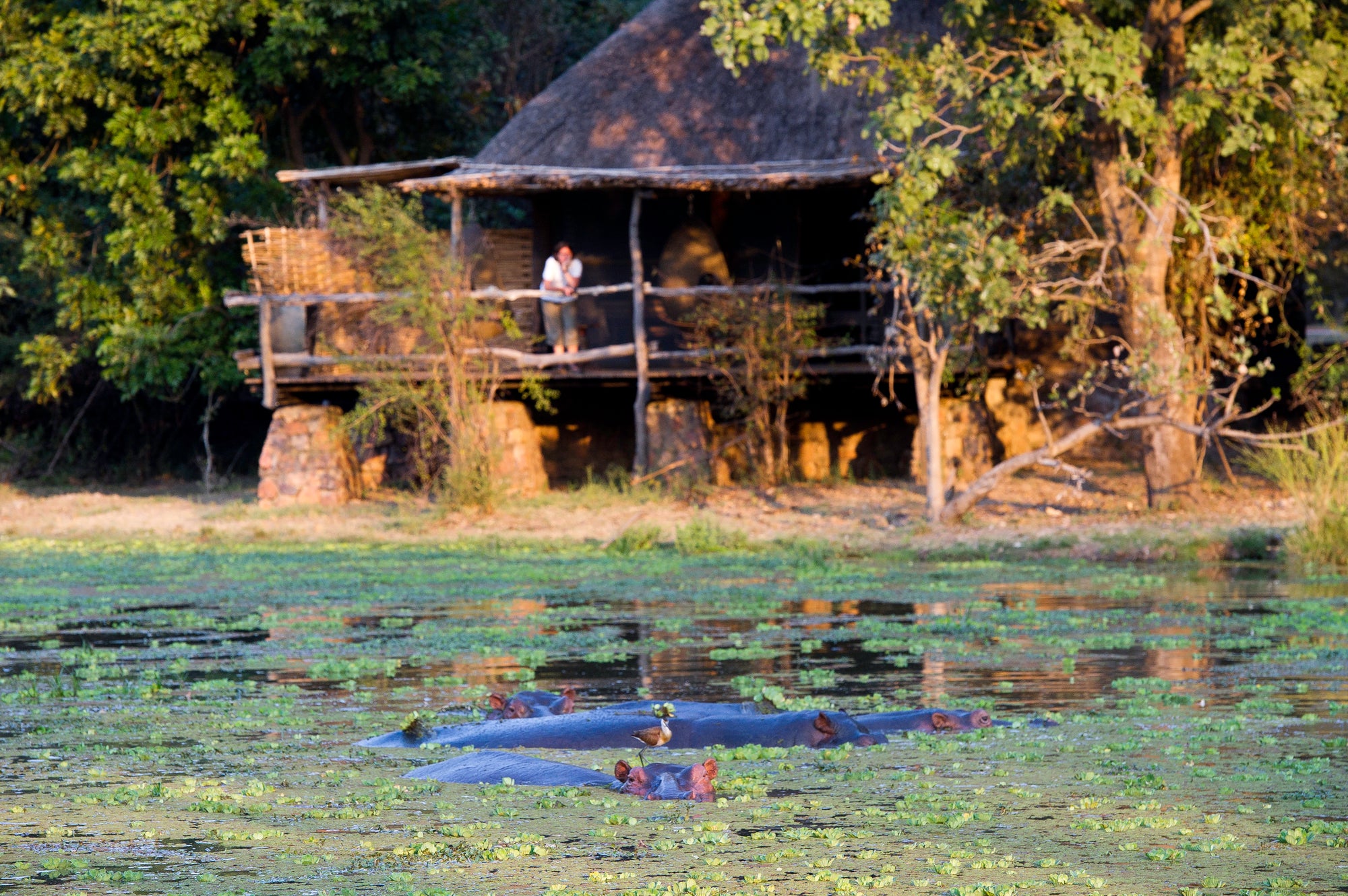 Mfuwe Lodge : Mfuwe Lodge Director's House