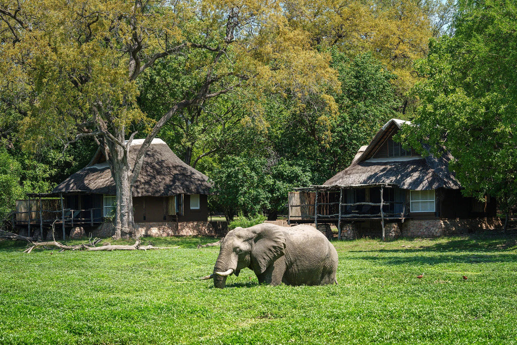 Elephant in front of Mfuwe Lodge chalet at Mfuwe Lodge, South Luangwa National Park, Zambia.