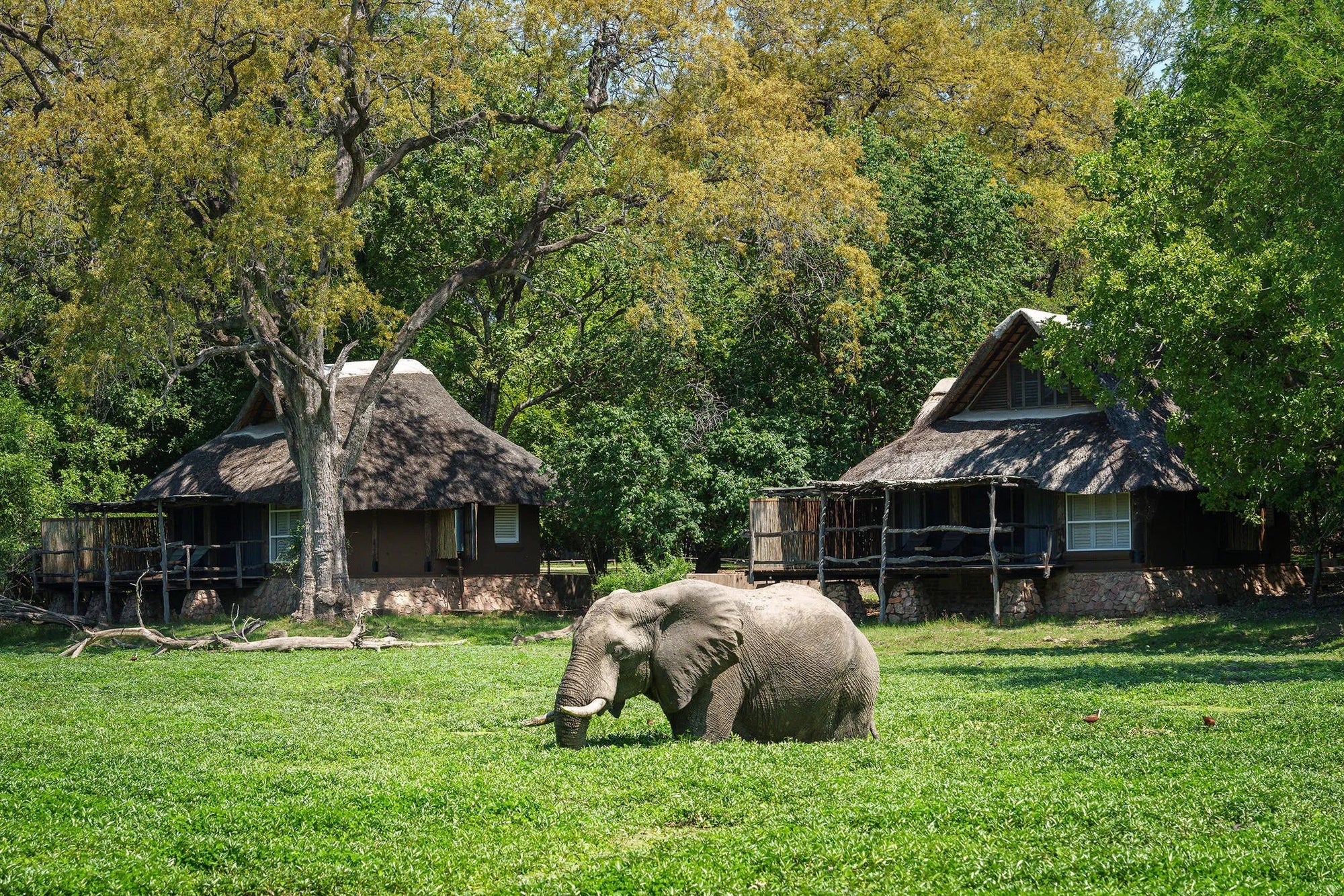 Elephant in front of Mfuwe Lodge chalet at Mfuwe Lodge, South Luangwa National Park, Zambia.