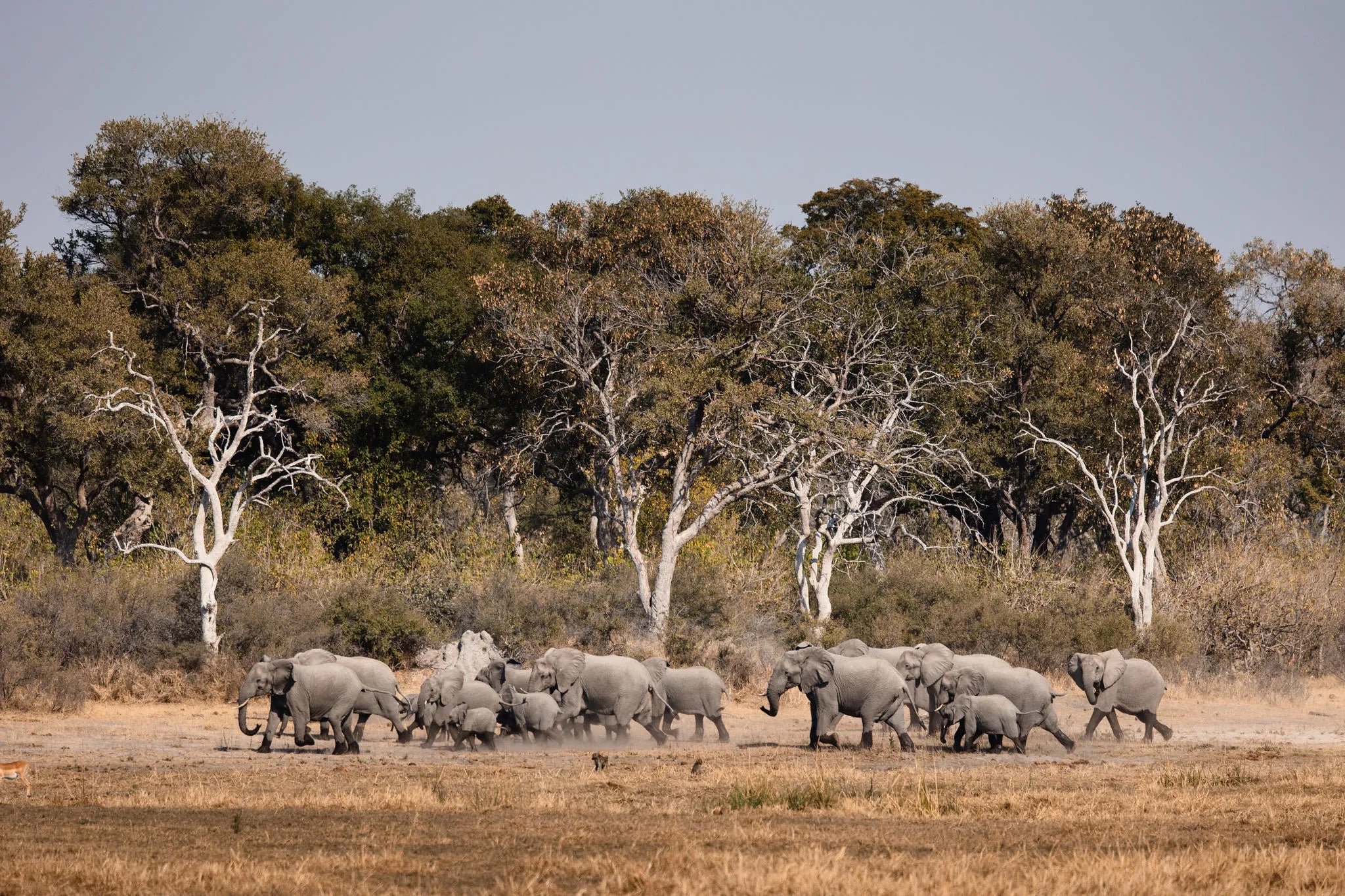 Activities at Wilderness Savuti