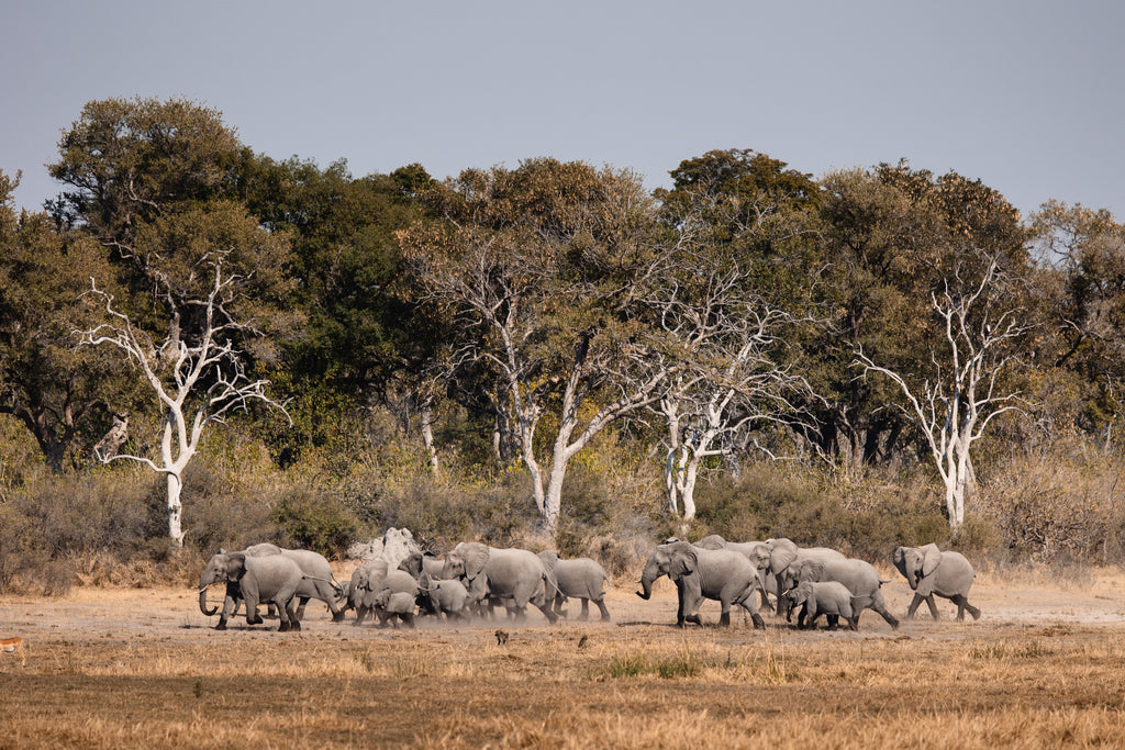 Wilderness Savuti – Game Drives