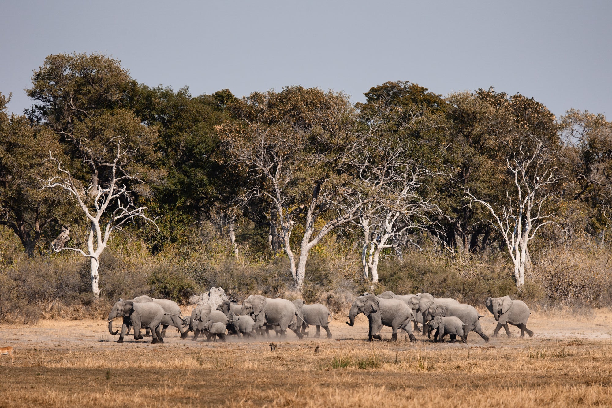 Wilderness Savuti – Game Drives