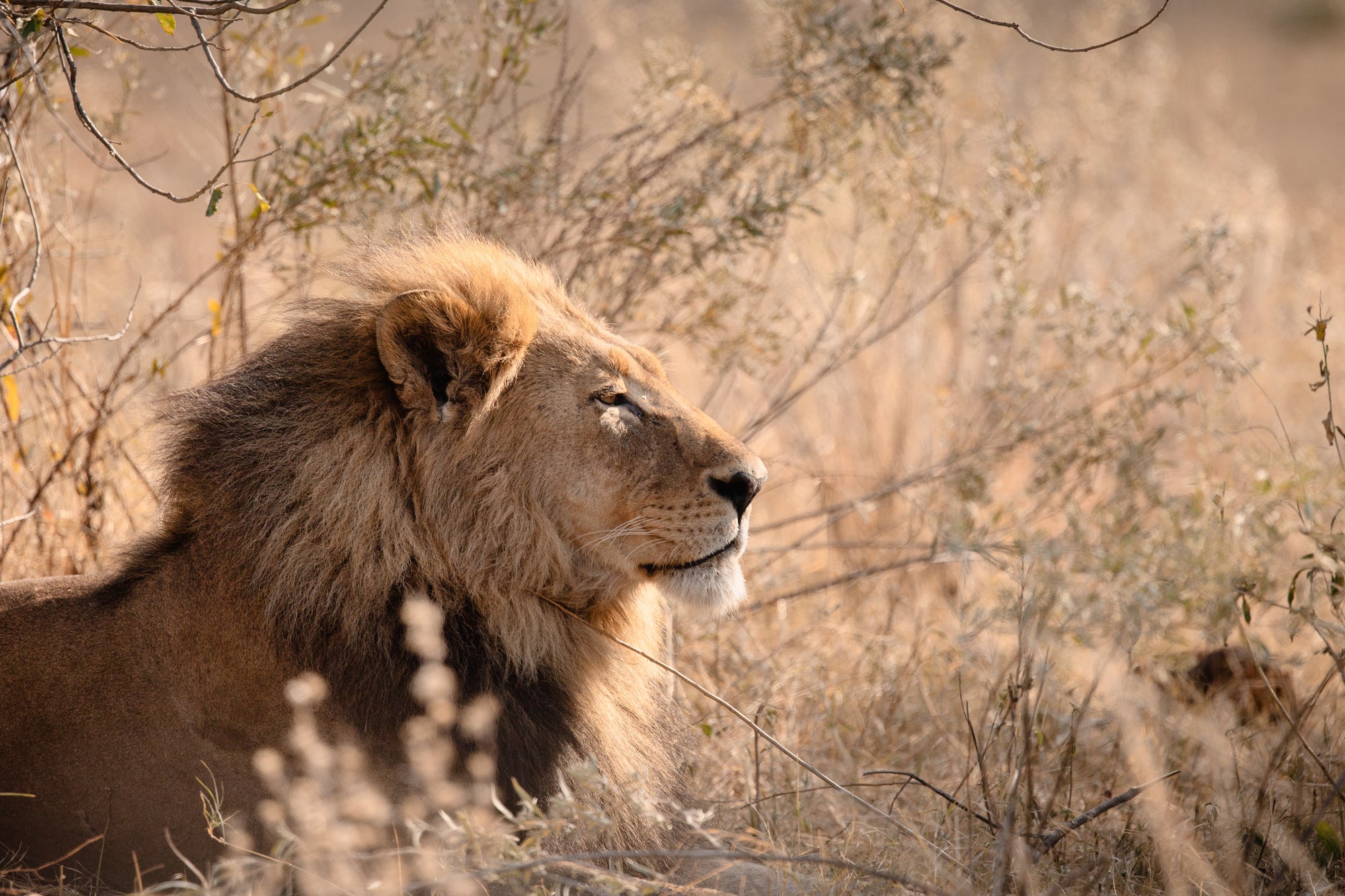Wilderness Savuti – Game Drives