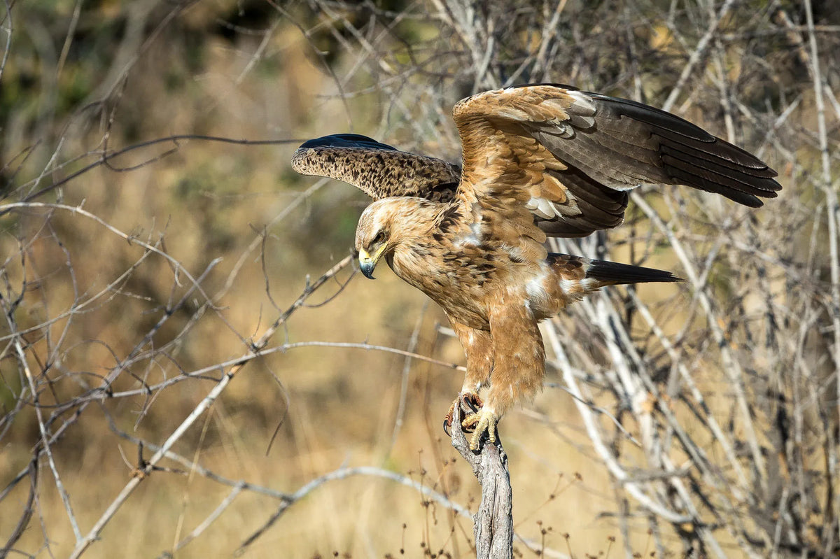 Wilderness Savuti – Birding