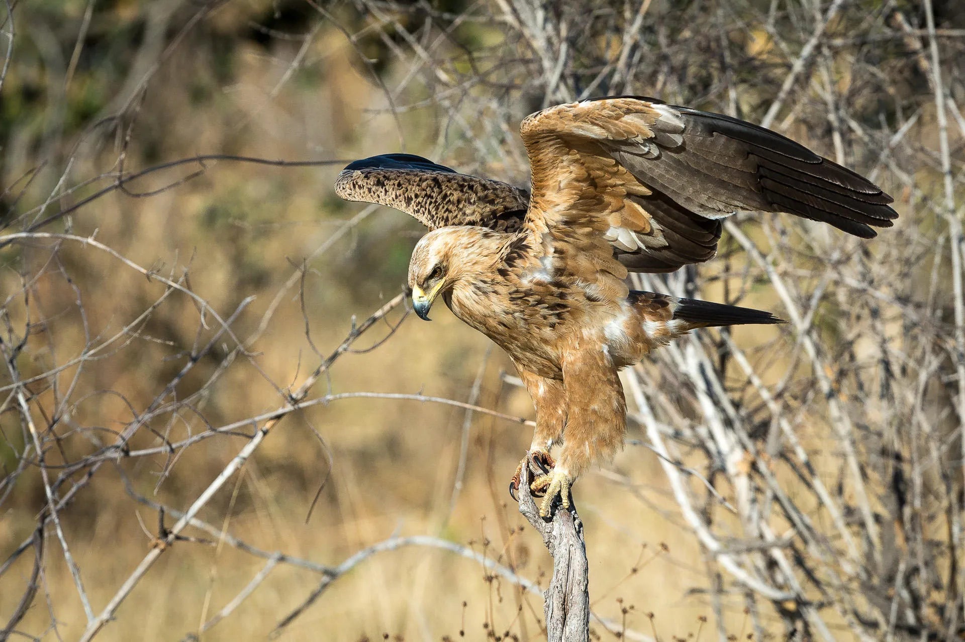 Wilderness Savuti – Birding