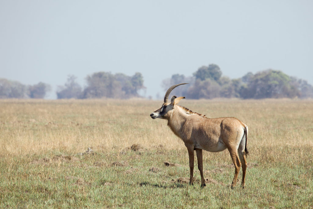 Busanga Bush Camp