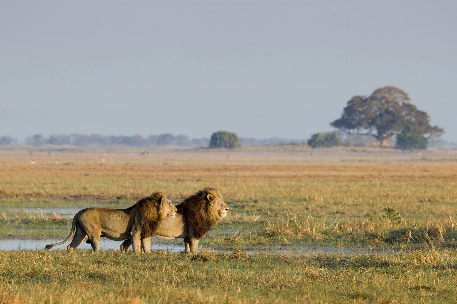 Wilderness Busanga Bush Camp