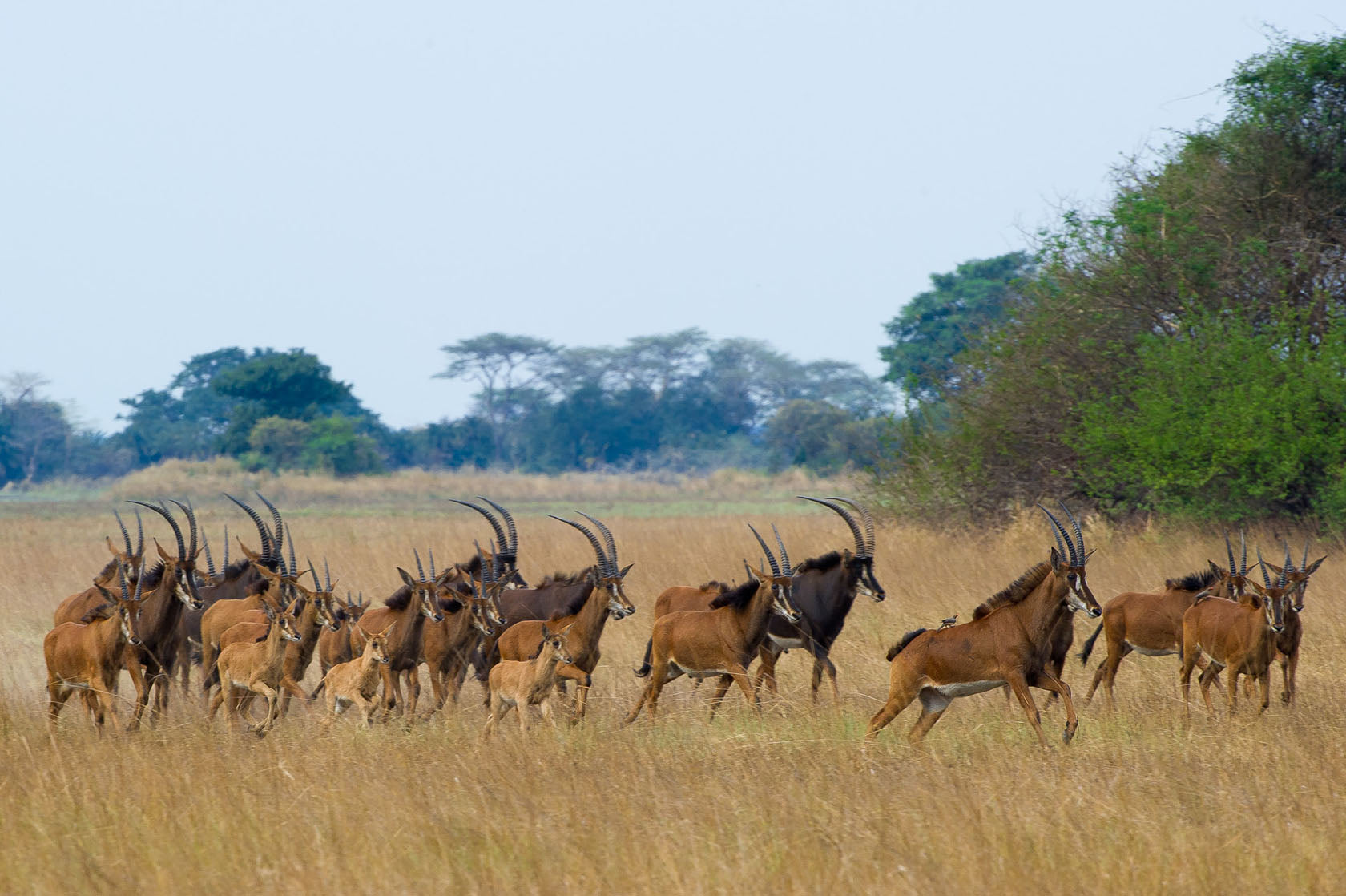 Busanga Bush Camp
