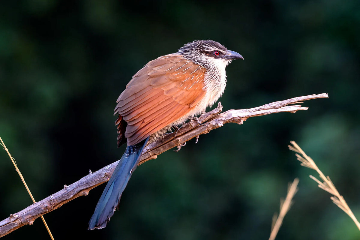 Wilderness Ruckomechi – Birding
