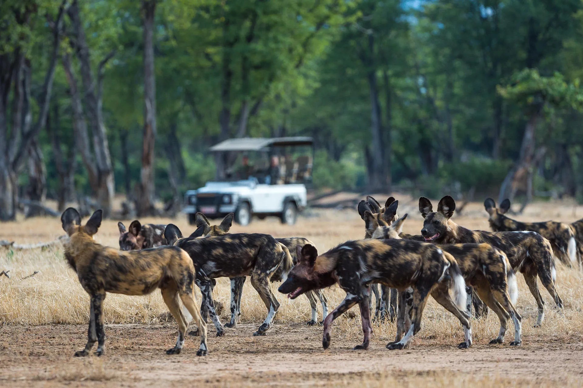 Wilderness Ruckomechi at Wilderness Ruckomechi, Mana Pools National Park, Zimbabwe.
