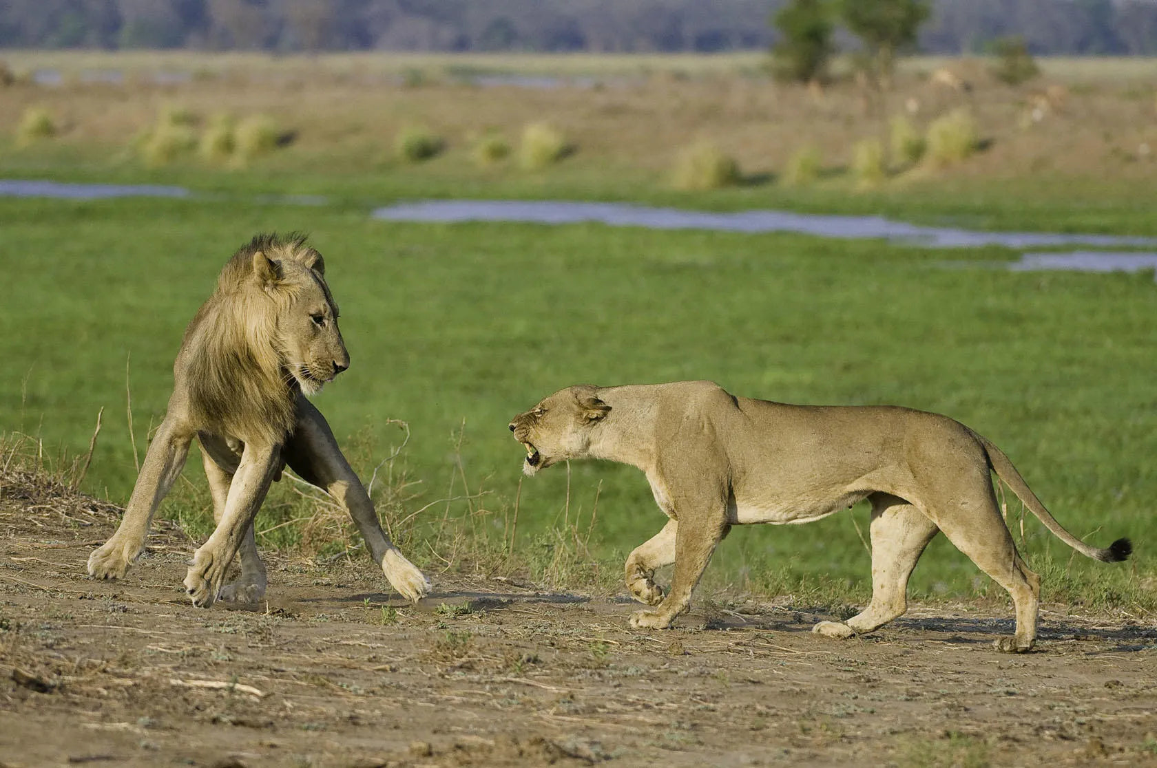 Wilderness Ruckomechi at Wilderness Ruckomechi, Mana Pools National Park, Zimbabwe.