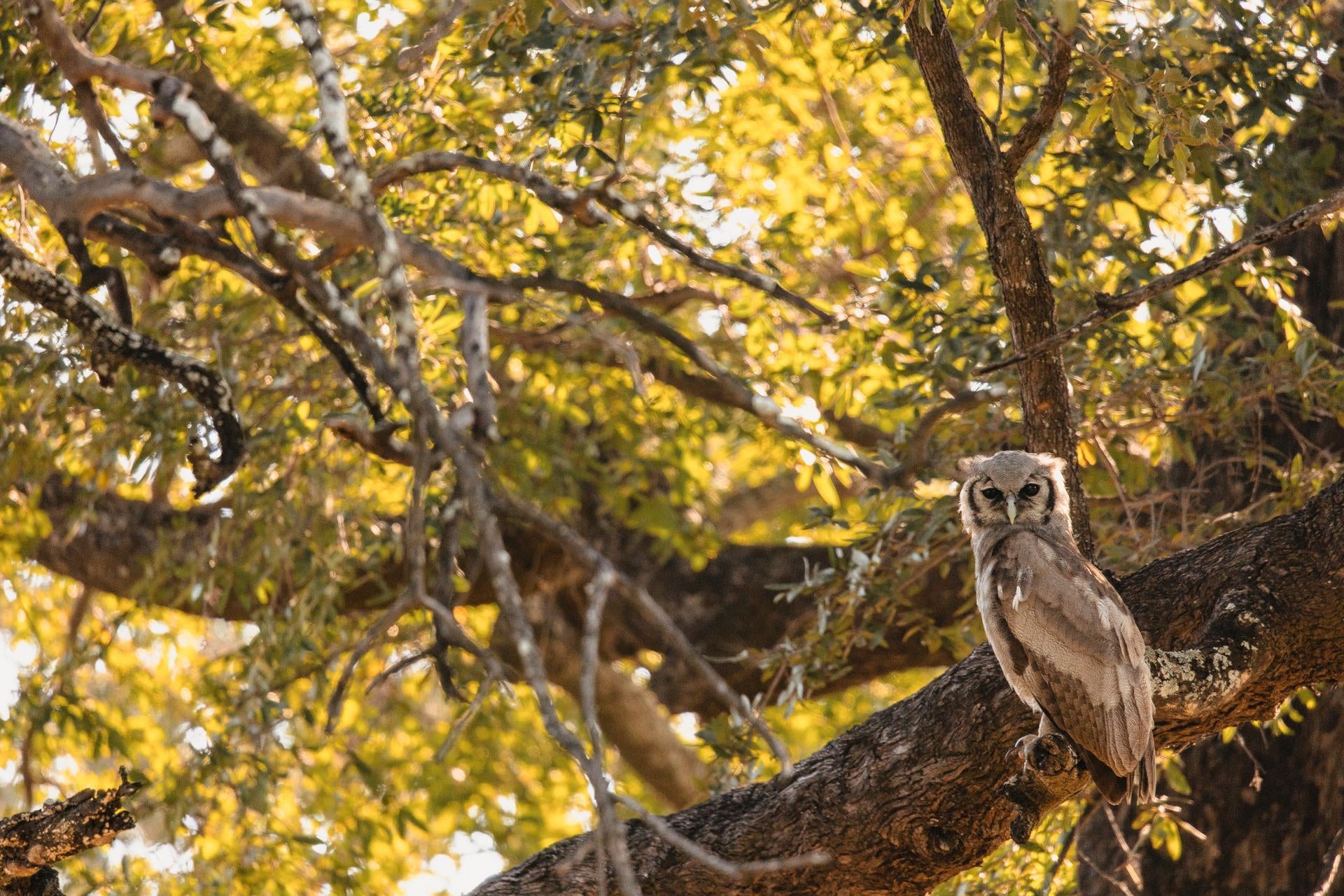 Wilderness King's Pool – Game Drives