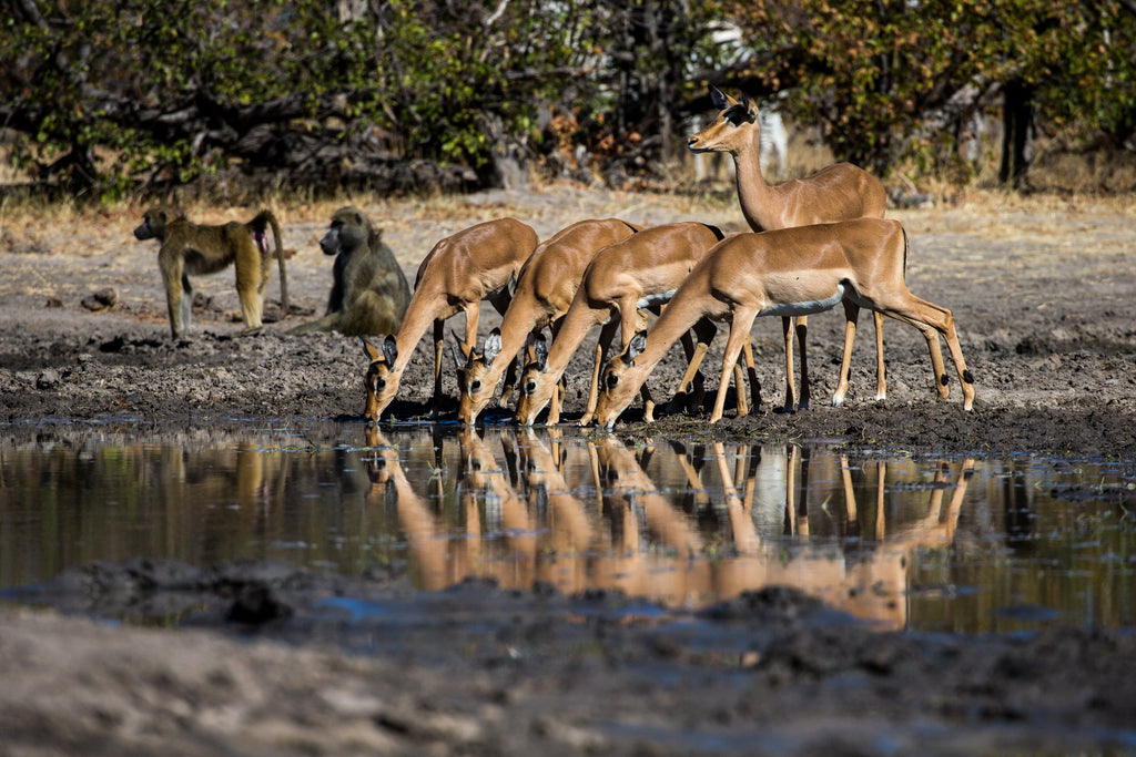 Wilderness King's Pool – Hides