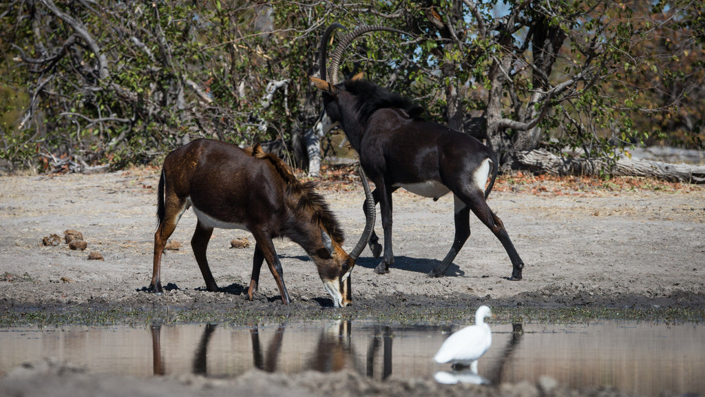 Wilderness King's Pool – Hides
