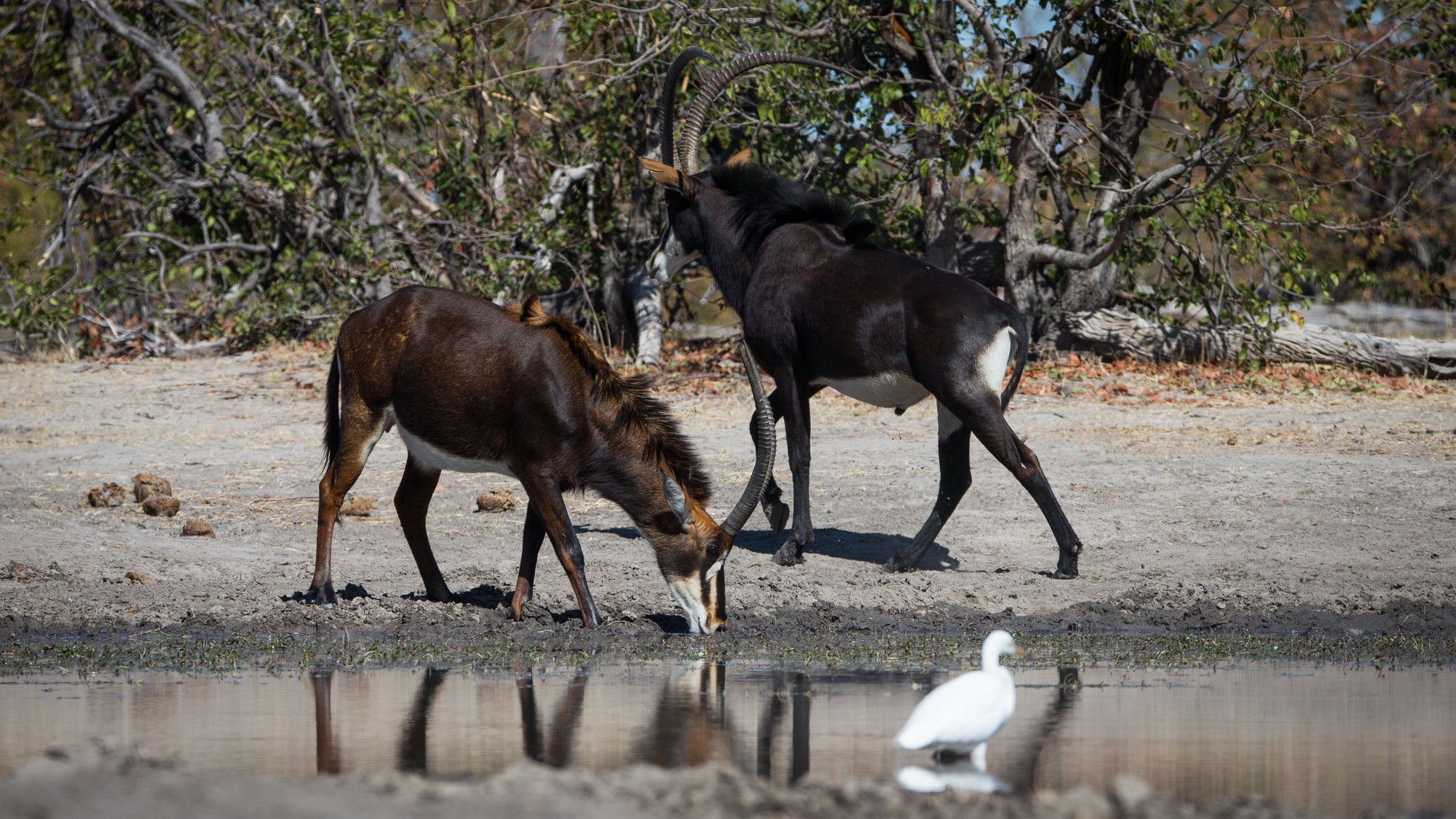 Wilderness King's Pool – Hides