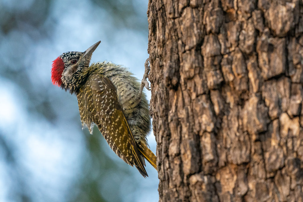 Wilderness King's Pool – Birding