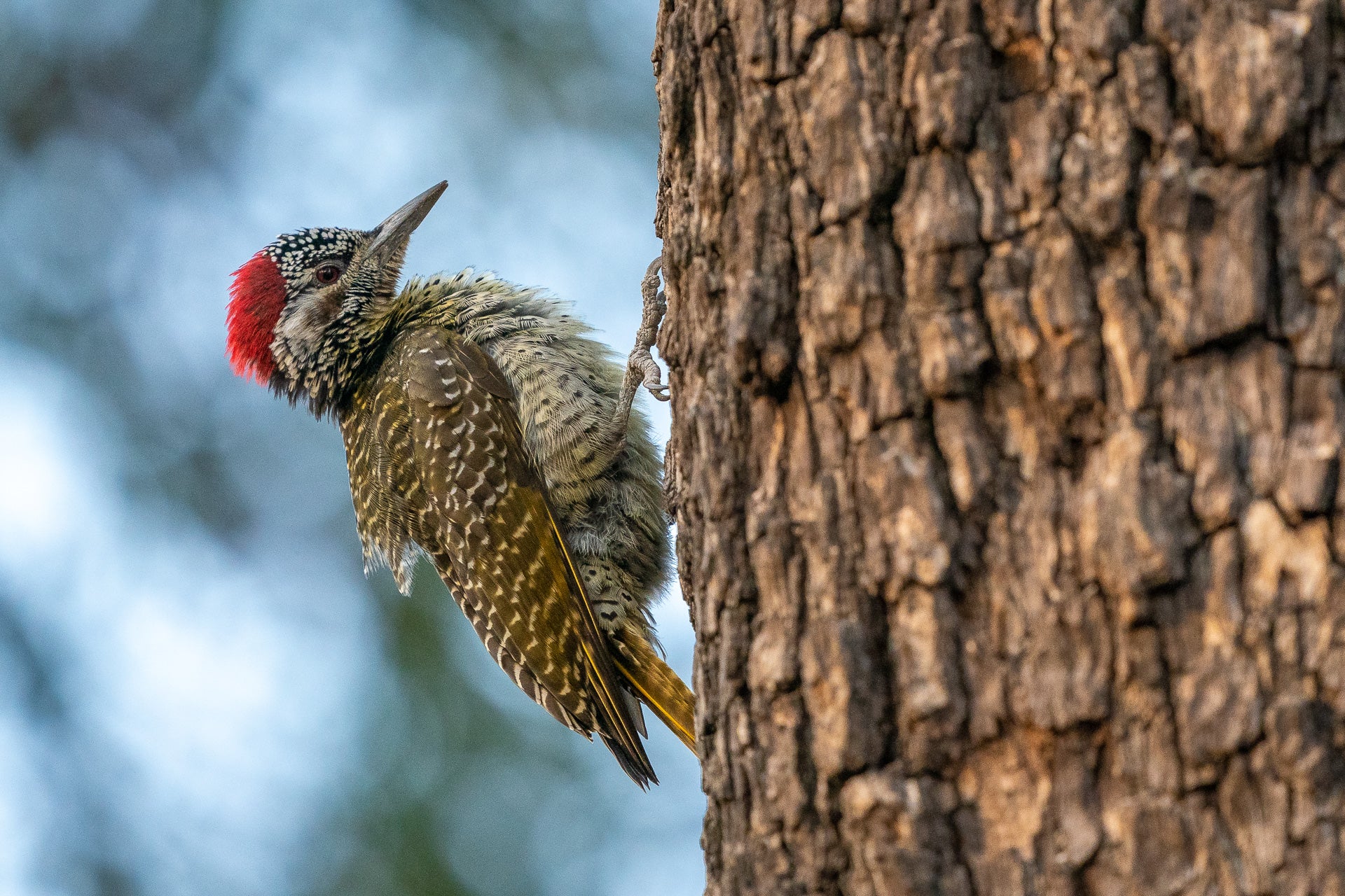 Wilderness King's Pool – Birding