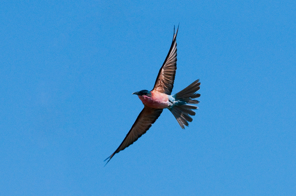 Wilderness King's Pool – Birding