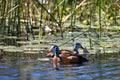 Wilderness King's Pool – Birding