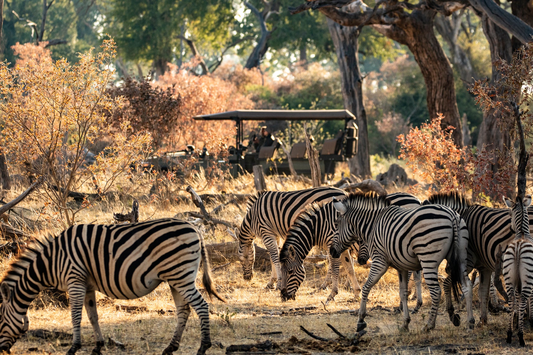 Wilderness King's Pool – Game Drives