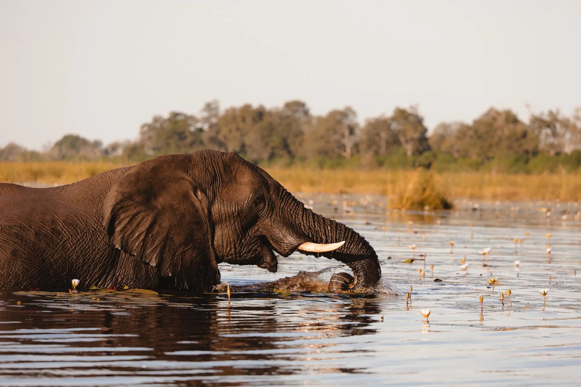 Wilderness DumaTau at Wilderness DumaTau, Linyanti Concession, Botswana.