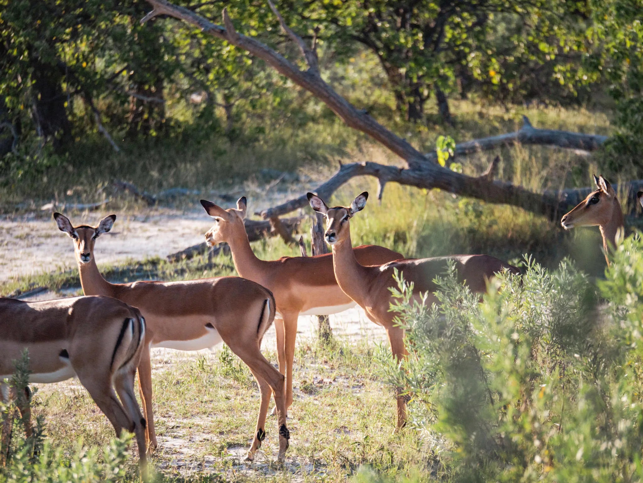 Wilderness DumaTau – Game Drives
