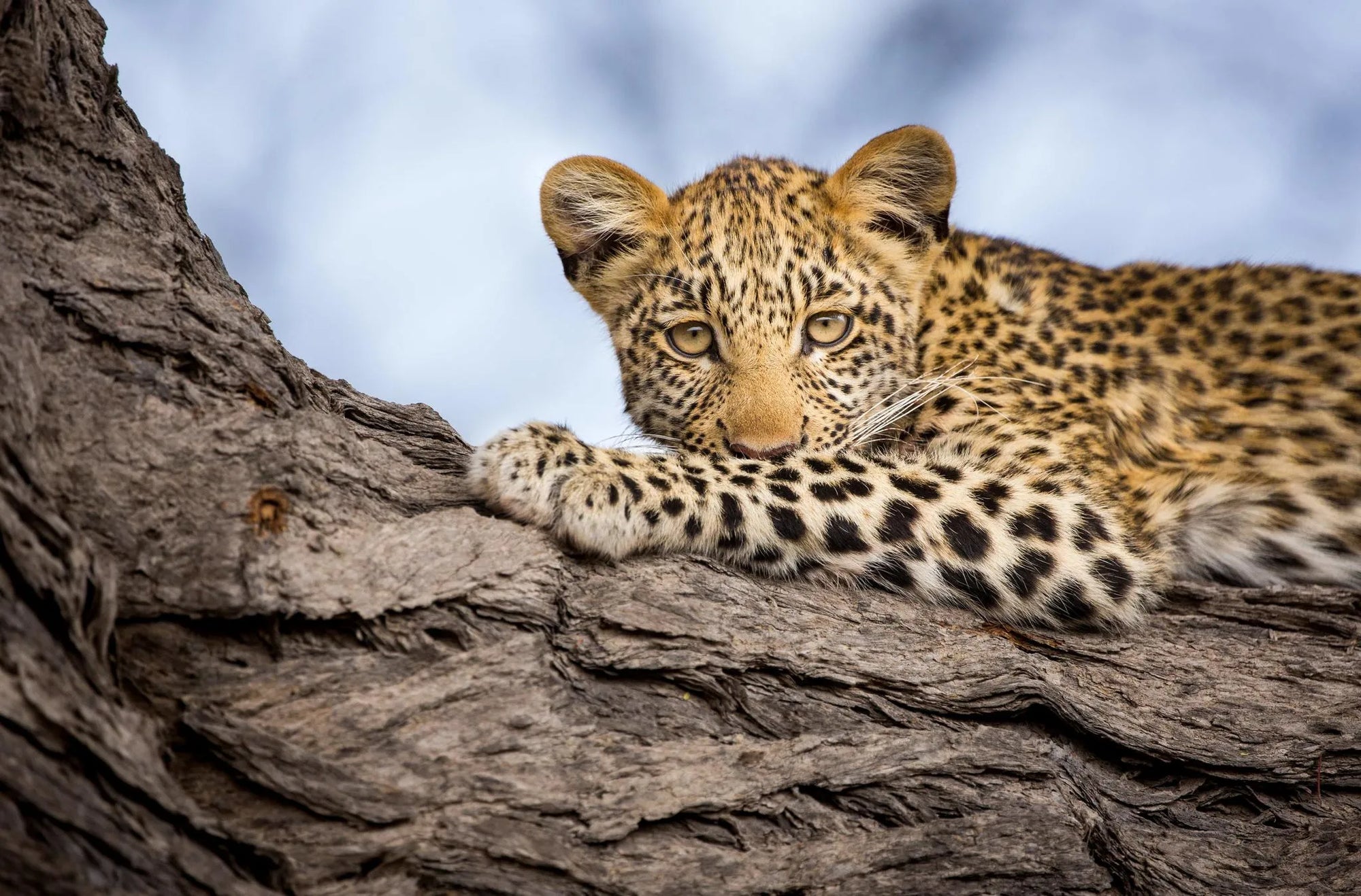 Selinda Reserve Leopard at Zarafa Camp, Selinda Reserve, Botswana.