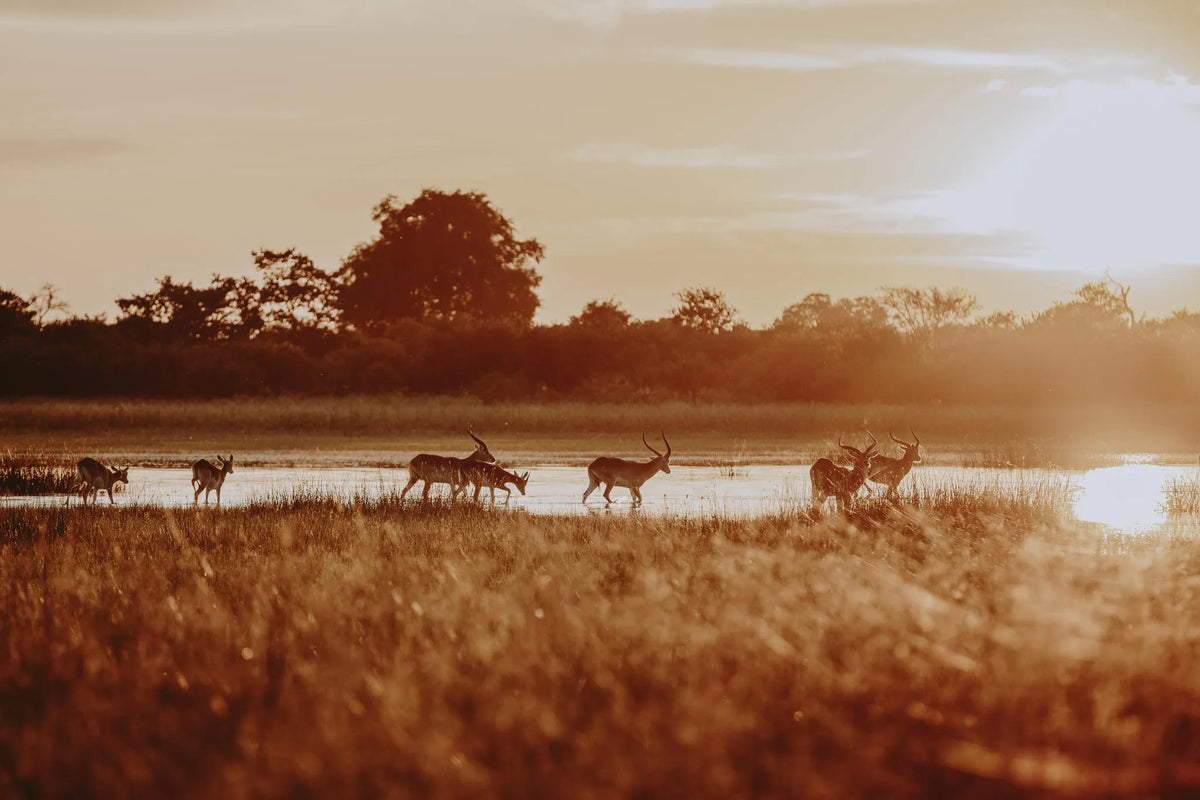 Wilderness Vumbura Plains at Wilderness Vumbura Plains, Okavango Delta, Botswana.