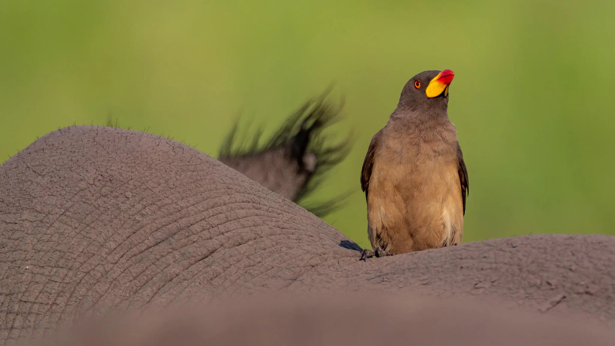 Wilderness Vumbura Plains – Birding