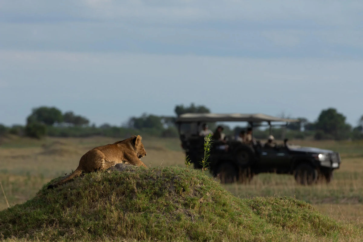 Duba Plains Game Drive at Duba Plains Camp, Duba Plains Private Reserve, Botswana.